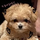 청담동말자익산원광대점 | 더청담 예식장 다녀온 후기 과연 뷔페는 어땠을까요???