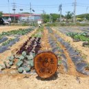 성운농장 이미지