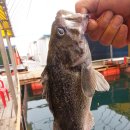 백호좌대 이미지