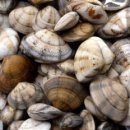 신덕바지락영어조합법인 이미지