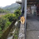 고양이마을 뉴스1