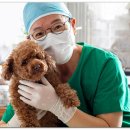 남양주동물병원 이미지