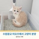 더 브리티쉬 | 고양이 분양 수원 미오즈 브리티쉬 숏헤어 입양 솔직 후기