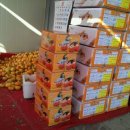 반시홍시 이미지