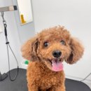 스마일애견미용 | [광주] 봉선동 애견미용실 가위컷 노령견미용 야간미용 가능한 곳 , 스마일댕댕