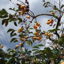 남성현역 이미지