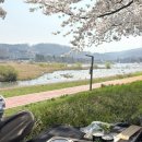 하천(갑천4) | 대전 피크닉 갑천 벚꽃 현황 도시락 꽃놀이 즐겼어요