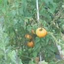 세상을바꾸는밥상