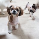 루루강아지 이미지