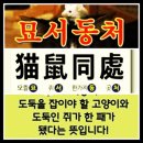 묘서동처 (猫鼠同處) 이미지