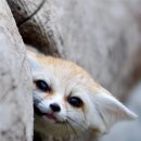 붉은여우