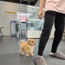 부산강아지분양 유독 네이버블로그