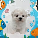 인천부평 요미독앤캣 강아지분양 고양이분양 | 성북구강아지분양 대박 감동 후기 우리 댕댕이 최고