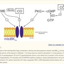 Gas Signaling Molecules and Mitochondrial Potassium Channels 이미지