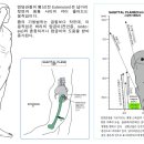 대내 Daum카페