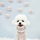 원펫살롱 이미지