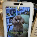 바다주 | 바다뷰 감성 가득! 당진 왜목마을카페 '바다주' 방문 후기