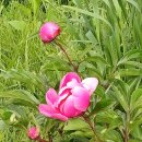 중앙메디칼보청기 이미지