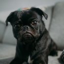 송파원동물병원 이미지