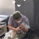 황금산 고양이 이미지