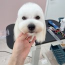 나한테 반하개 | 순천 애견미용 나한테 반하개 ㅣ6키로 꼬동 클리핑+머리가위컷 후기