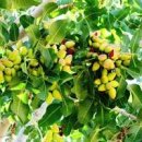 피스타치오 효능 부작용 하루 권장량 피스타치오 칼로리 이미지