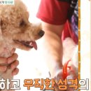 코코앤몽펫카페 이미지