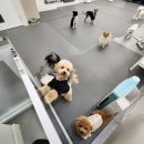 에덴유치원 | 강아지 유치원 안전한 에덴애견유치원으로 선택한 후기!