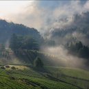 보성운해녹차 이미지