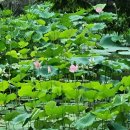 🤍 7/15~7/20 _ 경복궁 데이트, 재테크 기준, 글쓰기와 춤 연습 그리고 꾸준함