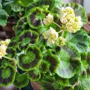 퐁퐈두르 이미지