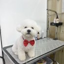 하루가다르개 이미지