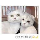 야옹아놀자 마곡점 이미지