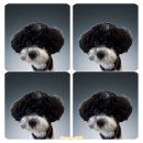 바나개 애견유치원 호텔 이미지