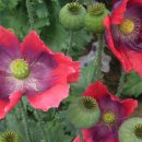 남중동-40 이미지