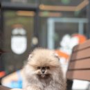 아르르펫 이미지