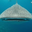 고래반점 이미지