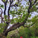 225회: 2025.6.5.~6.6. 가리왕산 이미지