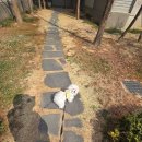 예삐애견 | 말티즈전문견사 대구말티즈분양후기 예쁜말티즈분양 예삐공주님소식~♡