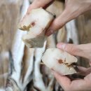 코다리네 이미지