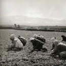 보릿고개 이미지