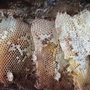 자연산 석청 애벌레 포함 경매 이미지