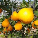 새농민농장(1농장) 이미지