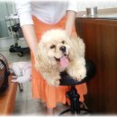 참조은 동물병원 이미지