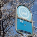 천내천 | 3월 대구 벚꽃 실시간[화원유원지]