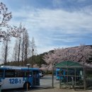 삼락 14 무명교 | 부산 사상구 무료애견운동장 반려동물숲속놀이터