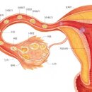 풀마루와 함께 한는 정자난자생존기간 알아보기 이미지