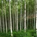 자작나무 펜션2 이미지