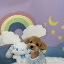 순댕이샵 이미지