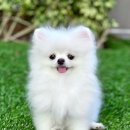 하얀강아지 이미지